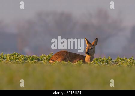 Ein erwachsenes Reh sitzt im Winter auf einem gefrorenen Feld Stockfoto