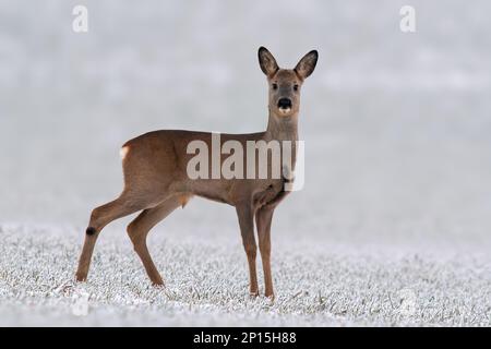 Ein junger Roebuck steht im Winter auf einem verschneiten Feld Stockfoto