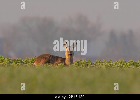 Ein erwachsenes Reh sitzt im Winter auf einem gefrorenen Feld Stockfoto