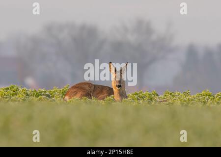 Ein erwachsenes Reh sitzt im Winter auf einem gefrorenen Feld Stockfoto