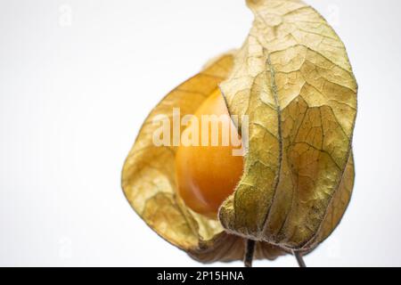 Einzelne reife Physalisfrucht. Nahaufnahme des Studios, isoliert auf weißem Hintergrund. Stockfoto