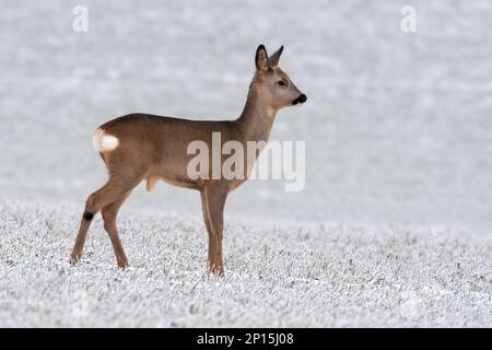 Ein junger Roebuck steht im Winter auf einem verschneiten Feld Stockfoto