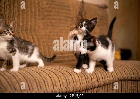 Verspielte junge Kätzchen, die Geschwister herumschleppen Stockfoto