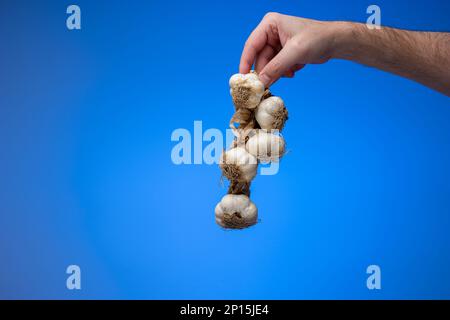 Knoblauchgeflecht. Geflochtenes Seil aus Knoblauchknollen, das von weißer männlicher Hand in der Handfläche gehalten wird. Nahaufnahme des Studios, isoliert auf blauem Hintergrund. Stockfoto