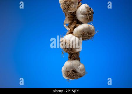 Knoblauchgeflecht. Geflochtenes Seil aus Knoblauchknollen. Nahaufnahme des Studios, isoliert auf blauem Hintergrund. Stockfoto