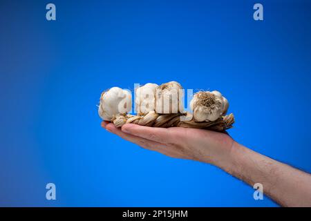 Knoblauchgeflecht. Geflochtenes Seil aus Knoblauchknollen, das von weißer männlicher Hand in der Handfläche gehalten wird. Nahaufnahme des Studios, isoliert auf blauem Hintergrund. Stockfoto