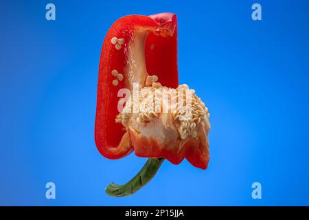 Frisch gereifter halbierter roter Pfeffer. Nahaufnahme des Studios, isoliert auf blauem Hintergrund. Stockfoto