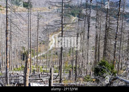 toter Harzer Wald Waldsterben durch Borkenkäfer Stockfoto