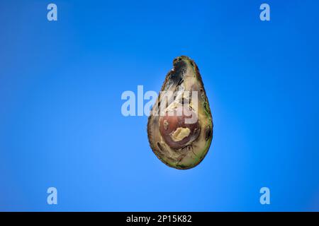 Verdorbene, faule, überreife Avocadofrüchte, in zwei Hälften geschnitten. Nahaufnahme des Studios, isoliert auf blauem Hintergrund. Stockfoto