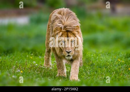 Ein gutaussehender, starker Löwe läuft durch sein Territorium Stockfoto