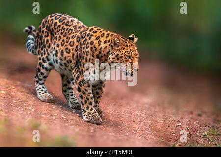 Ein schöner Leopard läuft durch den Wald Stockfoto