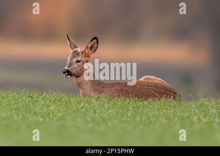 Ein junger Roebuck sitzt im Frühling auf einem grünen Feld Stockfoto