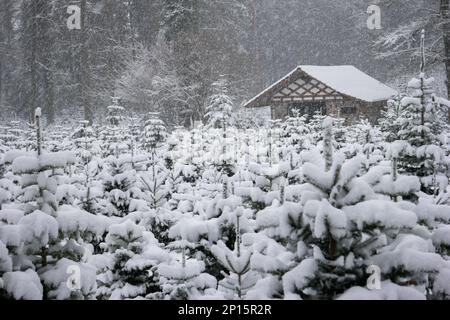 Schneefall auf der Baumschule mit kleiner Kabine im Hintergrund frischer Schnee auf den Pinienzweigen. Stockfoto