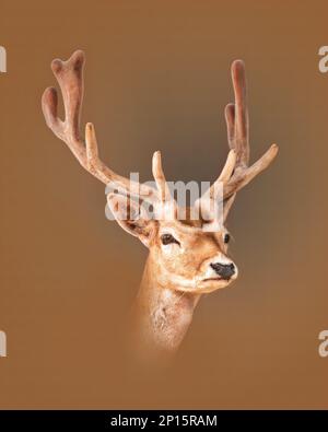 Ein Porträt eines hübschen Damhirsches Stockfoto