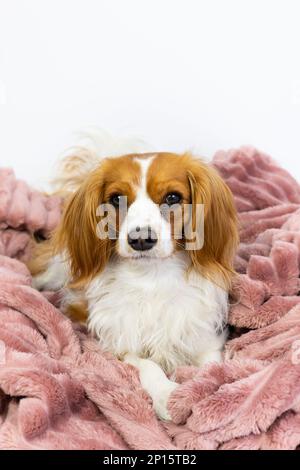 Bezaubernder einheimischer Kavalier König Charles Spaniel Haustier. Süße weibliche Hündin sitzt süß in einer flauschigen rosa Decke als Bett. Hündchen im Studio mit weißem Hintergrund Stockfoto