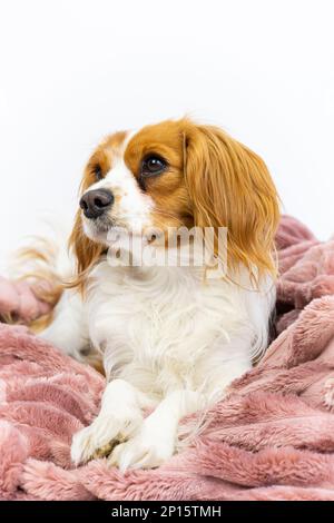 Bezaubernder einheimischer Kavalier König Charles Spaniel Haustier. Süße weibliche Hündin sitzt süß in einer flauschigen rosa Decke als Bett. Hündchen im Studio mit weißem Hintergrund Stockfoto