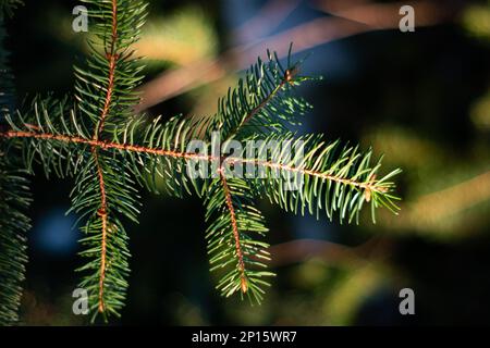 Kiefernzweig mit grünen Nadeln im Wald, tagsüber Sonnenlicht, geringe Schärfentiefe. Stockfoto