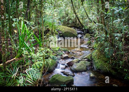 Schöner kleiner Bach entlang des tropischen Regenwalds im Kinabalu-Nationalpark, Sabah, Malaysia Stockfoto