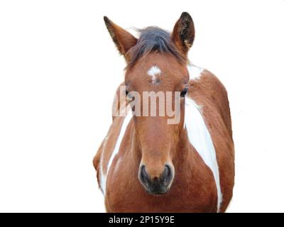 Fohlen isoliert auf weißem Hintergrund. Fohlen-Porträt Stockfoto