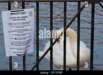 Windsor, Berkshire, Großbritannien. 2. März 2023. Vogelgrippe-Vorbeugezeichen an der Themse in Windsor, Berkshire, neben Schwanen. Ein 11-jähriges Mädchen in Kambodscha starb letzte Woche, nachdem es sich mit einem H5N1-Virus (Vogelgrippe) infiziert hatte. Das British Medial Journal berichtete, dass „von den 12 engen Kontakten des Mädchens, die identifiziert wurden (vier mit Symptomen, acht ohne), nur einer, der Vater des Mädchens, positiv auf H5N1 getestet wurde. Die anderen Tests waren negativ auf H5N1 und auf SARS-CoV-2.“ „Obwohl die Untersuchung der Geschehnisse in Kambodscha noch nicht abgeschlossen ist, hat die Weltgesundheitsorganisation gesagt, dass es eine gegeben hat Stockfoto