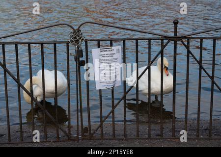 Windsor, Berkshire, Großbritannien. 2. März 2023. Vogelgrippe-Vorbeugezeichen an der Themse in Windsor, Berkshire, neben Schwanen. Ein 11-jähriges Mädchen in Kambodscha starb letzte Woche, nachdem es sich mit einem H5N1-Virus (Vogelgrippe) infiziert hatte. Das British Medial Journal berichtete, dass „von den 12 engen Kontakten des Mädchens, die identifiziert wurden (vier mit Symptomen, acht ohne), nur einer, der Vater des Mädchens, positiv auf H5N1 getestet wurde. Die anderen Tests waren negativ auf H5N1 und auf SARS-CoV-2.“ „Obwohl die Untersuchung der Geschehnisse in Kambodscha noch nicht abgeschlossen ist, hat die Weltgesundheitsorganisation gesagt, dass es eine gegeben hat Stockfoto