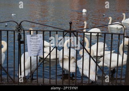 Windsor, Berkshire, Großbritannien. 2. März 2023. Vogelgrippe-Vorbeugezeichen an der Themse in Windsor, Berkshire, neben Schwanen. Ein 11-jähriges Mädchen in Kambodscha starb letzte Woche, nachdem es sich mit einem H5N1-Virus (Vogelgrippe) infiziert hatte. Das British Medial Journal berichtete, dass „von den 12 engen Kontakten des Mädchens, die identifiziert wurden (vier mit Symptomen, acht ohne), nur einer, der Vater des Mädchens, positiv auf H5N1 getestet wurde. Die anderen Tests waren negativ auf H5N1 und auf SARS-CoV-2.“ „Obwohl die Untersuchung der Geschehnisse in Kambodscha noch nicht abgeschlossen ist, hat die Weltgesundheitsorganisation gesagt, dass es eine gegeben hat Stockfoto