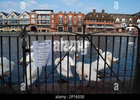Windsor, Berkshire, Großbritannien. 2. März 2023. Vogelgrippe-Vorbeugezeichen an der Themse in Windsor, Berkshire, neben Schwanen. Ein 11-jähriges Mädchen in Kambodscha starb letzte Woche, nachdem es sich mit einem H5N1-Virus (Vogelgrippe) infiziert hatte. Das British Medial Journal berichtete, dass „von den 12 engen Kontakten des Mädchens, die identifiziert wurden (vier mit Symptomen, acht ohne), nur einer, der Vater des Mädchens, positiv auf H5N1 getestet wurde. Die anderen Tests waren negativ auf H5N1 und auf SARS-CoV-2.“ „Obwohl die Untersuchung der Geschehnisse in Kambodscha noch nicht abgeschlossen ist, hat die Weltgesundheitsorganisation gesagt, dass es eine gegeben hat Stockfoto