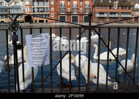 Windsor, Berkshire, Großbritannien. 2. März 2023. Vogelgrippe-Vorbeugezeichen an der Themse in Windsor, Berkshire, neben Schwanen. Ein 11-jähriges Mädchen in Kambodscha starb letzte Woche, nachdem es sich mit einem H5N1-Virus (Vogelgrippe) infiziert hatte. Das British Medial Journal berichtete, dass „von den 12 engen Kontakten des Mädchens, die identifiziert wurden (vier mit Symptomen, acht ohne), nur einer, der Vater des Mädchens, positiv auf H5N1 getestet wurde. Die anderen Tests waren negativ auf H5N1 und auf SARS-CoV-2.“ „Obwohl die Untersuchung der Geschehnisse in Kambodscha noch nicht abgeschlossen ist, hat die Weltgesundheitsorganisation gesagt, dass es eine gegeben hat Stockfoto