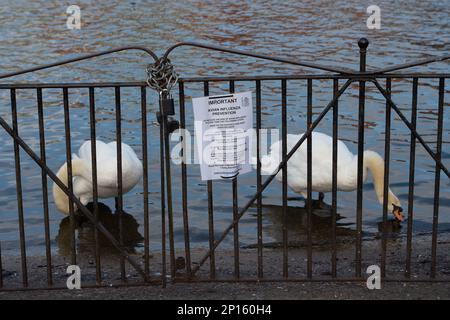 Windsor, Berkshire, Großbritannien. 2. März 2023. Vogelgrippe-Vorbeugezeichen an der Themse in Windsor, Berkshire, neben Schwanen. Ein 11-jähriges Mädchen in Kambodscha starb letzte Woche, nachdem es sich mit einem H5N1-Virus (Vogelgrippe) infiziert hatte. Das British Medial Journal berichtete, dass „von den 12 engen Kontakten des Mädchens, die identifiziert wurden (vier mit Symptomen, acht ohne), nur einer, der Vater des Mädchens, positiv auf H5N1 getestet wurde. Die anderen Tests waren negativ auf H5N1 und auf SARS-CoV-2.“ „Obwohl die Untersuchung der Geschehnisse in Kambodscha noch nicht abgeschlossen ist, hat die Weltgesundheitsorganisation gesagt, dass es eine gegeben hat Stockfoto