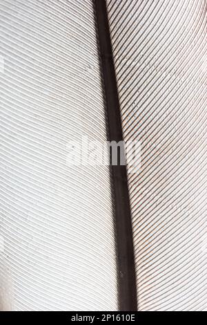 Makroaufnahme mit weißer Hintergrundtextur. Stockfoto