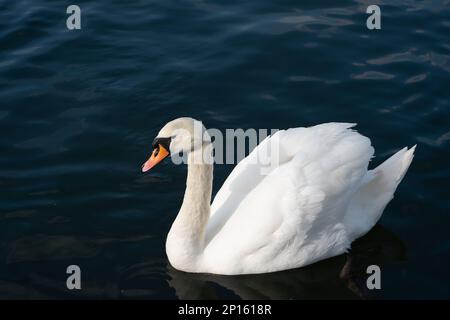 Windsor, Berkshire, Großbritannien. 2. März 2023. Ein wunderschöner stummer Schwan an der Themse in Windsor. Ein 11-jähriges Mädchen in Kambodscha starb letzte Woche, nachdem es sich mit einem H5N1-Virus (Vogelgrippe) infiziert hatte. Das British Medial Journal berichtete, dass „von den 12 engen Kontakten des Mädchens, die identifiziert wurden (vier mit Symptomen, acht ohne), nur einer, der Vater des Mädchens, positiv auf H5N1 getestet wurde. Die anderen Tests waren negativ auf H5N1 und auf SARS-CoV-2.“ „Obwohl die Untersuchung der Geschehnisse in Kambodscha noch nicht abgeschlossen ist, hat die Weltgesundheitsorganisation gesagt, dass es derzeit keine Hinweise auf Mensch-zu-Mensch-tr gibt Stockfoto