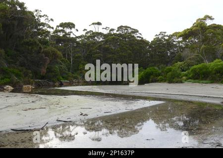 Lagune und subtropischer Regenwald am Strand an der Doo Town Pirates Bay Eaglehawk Neck Tasman Halbinsel Stockfoto