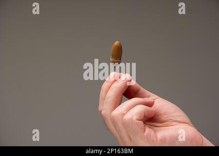 Weiße männliche Hand mit einer Eichel isoliert auf grauem Hintergrund. Stockfoto