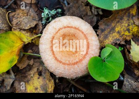 Ein Lactarius torminosus, gemeinhin als Wollmilchmütze oder Bartmilchmütze bekannt Stockfoto