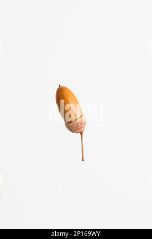 Rohe Eichenholz-Eichenholz mit Kappe auf weißem Hintergrund isoliert. Stockfoto