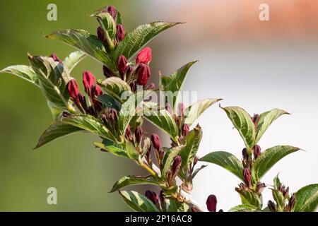 Weigela florida Bunge rosafarbene Blume im Makrobild des Gartendesigns Stockfoto