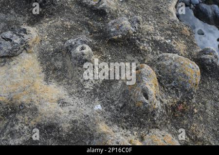 Fossilieninsel am südlichen Ende der Pirates Bay, Eaglehawk Neck, wo alte Korallen, Schwämme und Gastropoden zu den fossilen Überresten gehören Stockfoto