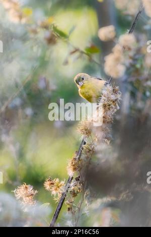 GUADALAJARA, JALISCO MEXICO - 17. FEBRUAR 2021. Ein kleiner Goldfink (Spinus psaltria), der nach Essen sucht. Lage: Bosque Los Colomos. Stockfoto