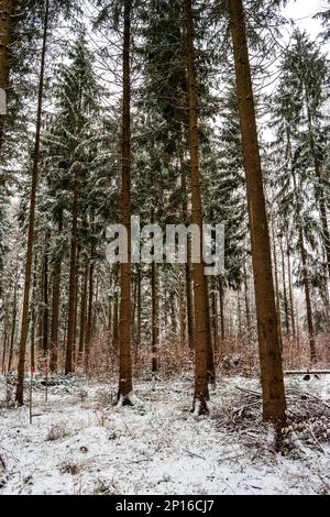 Verschneites Waldwunderland mit schneebedeckter Vegetation Weitwinkel niedrige Perspektive. Stockfoto