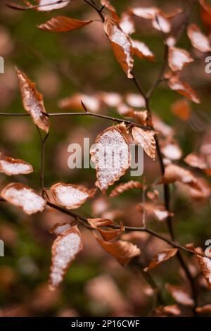 Getrocknete braune Buschblätter, bedeckt mit schneeeingenommener, geringer Feldtiefe. Stockfoto