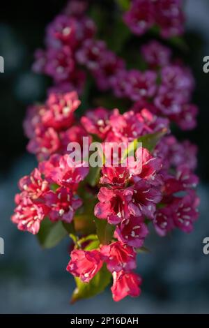 Weigela florida Bunge rosafarbene Blume im Makrobild des Gartendesigns Stockfoto