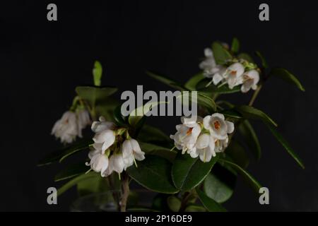 Weiße kleine Waldlingbeerblüten auf schwarzem Hintergrund, selektiver Fokus, Blumenhintergrund Stockfoto