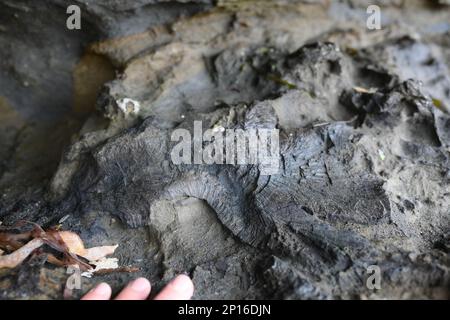 Rugose Coral auf Fossil Island, Pirates Bay, Eaglehawk Neck, Tasmanien. Stockfoto