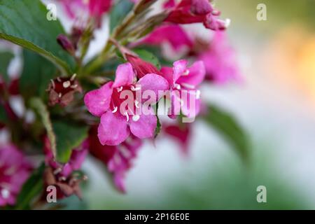 Weigela florida Bunge rosafarbene Blume im Makrobild des Gartendesigns Stockfoto