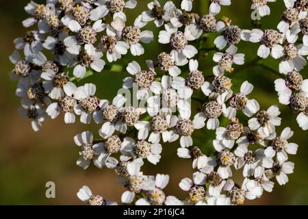 Seearsch Achillea millefolium Weiße Blüten, blumiger Hintergrund grüne Blätter. Schafgartenmuster, Draufsicht von Milfoil. Medizinisch organisch natürlich Stockfoto