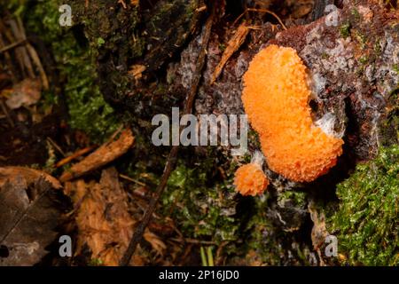 Roter Himbeerschleim Tubifera ferruginosa auf einem alten Baumstamm im Wald. Seltene Orangenpilze Stockfoto