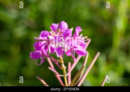 Die Blumen von Feuerweed, Chamaenerion Angostifolium an einem sonnigen Sommertag Stockfoto