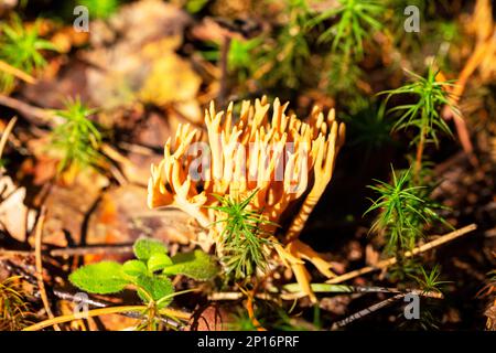 Ziegenbarsch Ramaria flava in den Kiefernwäldern des östlichen Ostsee-Golfs Finnlands im Spätsommer, eskulente Pilze Stockfoto