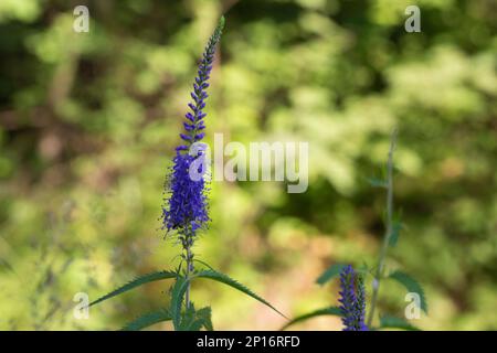 Blühende Pflanze von Veronica Longifolia, auch bekannt als Garten-Schnellbrunnen oder Langblatt-Schnellbrunnen, im Garten. Stockfoto