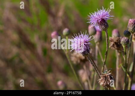 Centaurea Jakea, braune Knapweed Violette Blüten auf Wiese Makro selektiv Kopispace Stockfoto